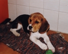 Beagle