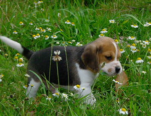 Cachorro Beagle